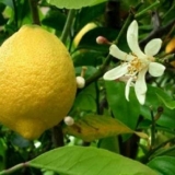 Kako razmnožiti reznice limuna kod kuće